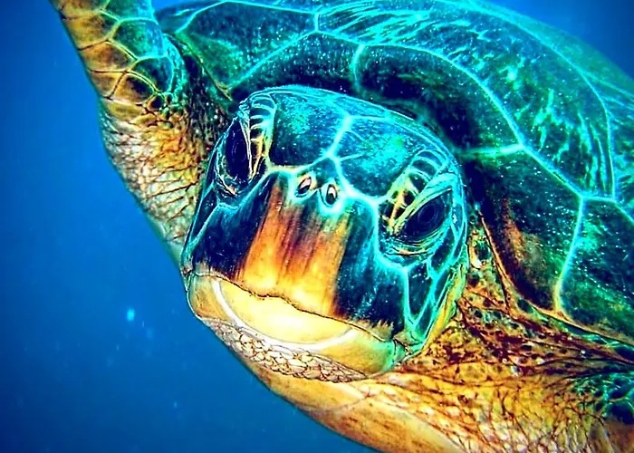 Gaja Go Dive & Inn Moalboal